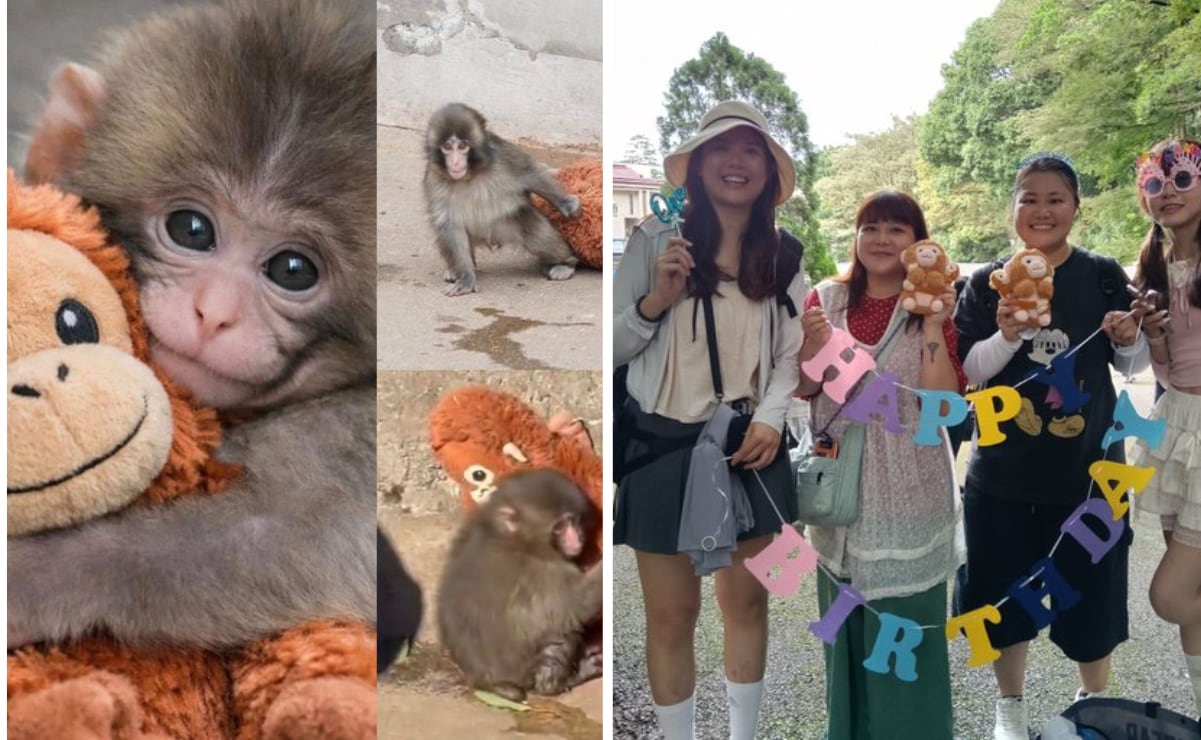 El mono viral de Japón cumple un año y se convierte en protector de su grupo
