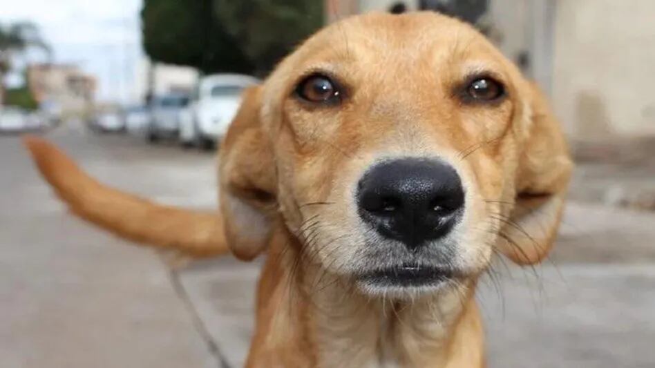 Día Mundial del Perro Callejero: Conmemoración y su importancia el 27 de julio