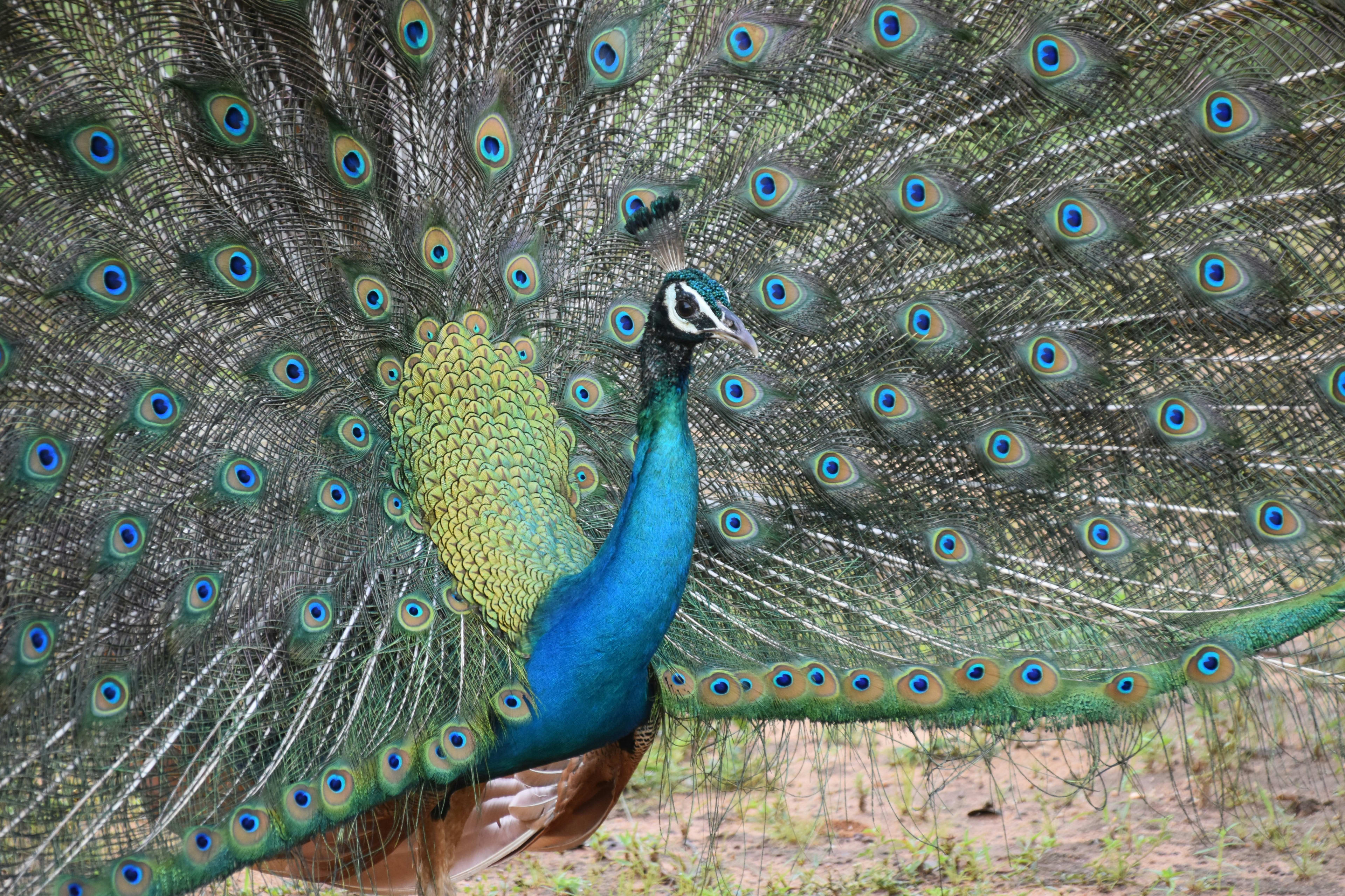 Description of my image