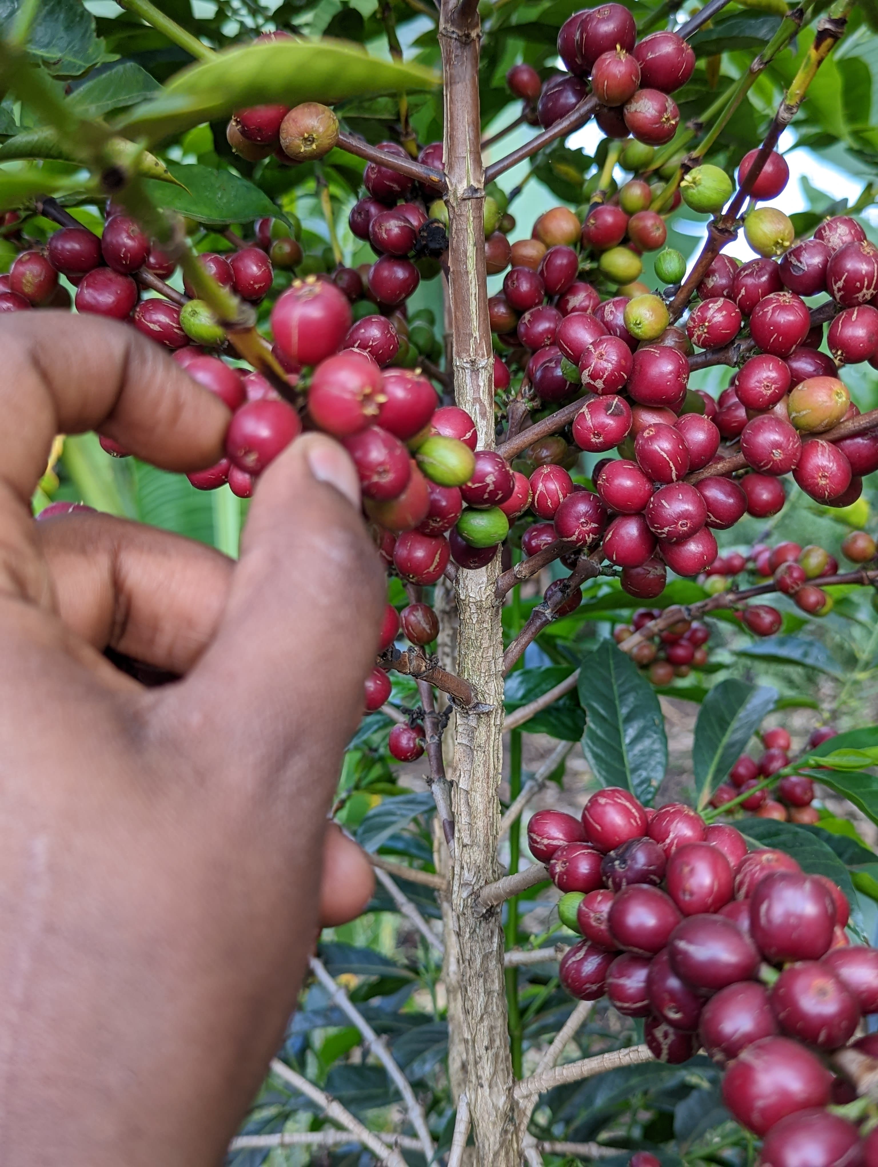 Farmer's hand carefully picking ripe red coffee cherries