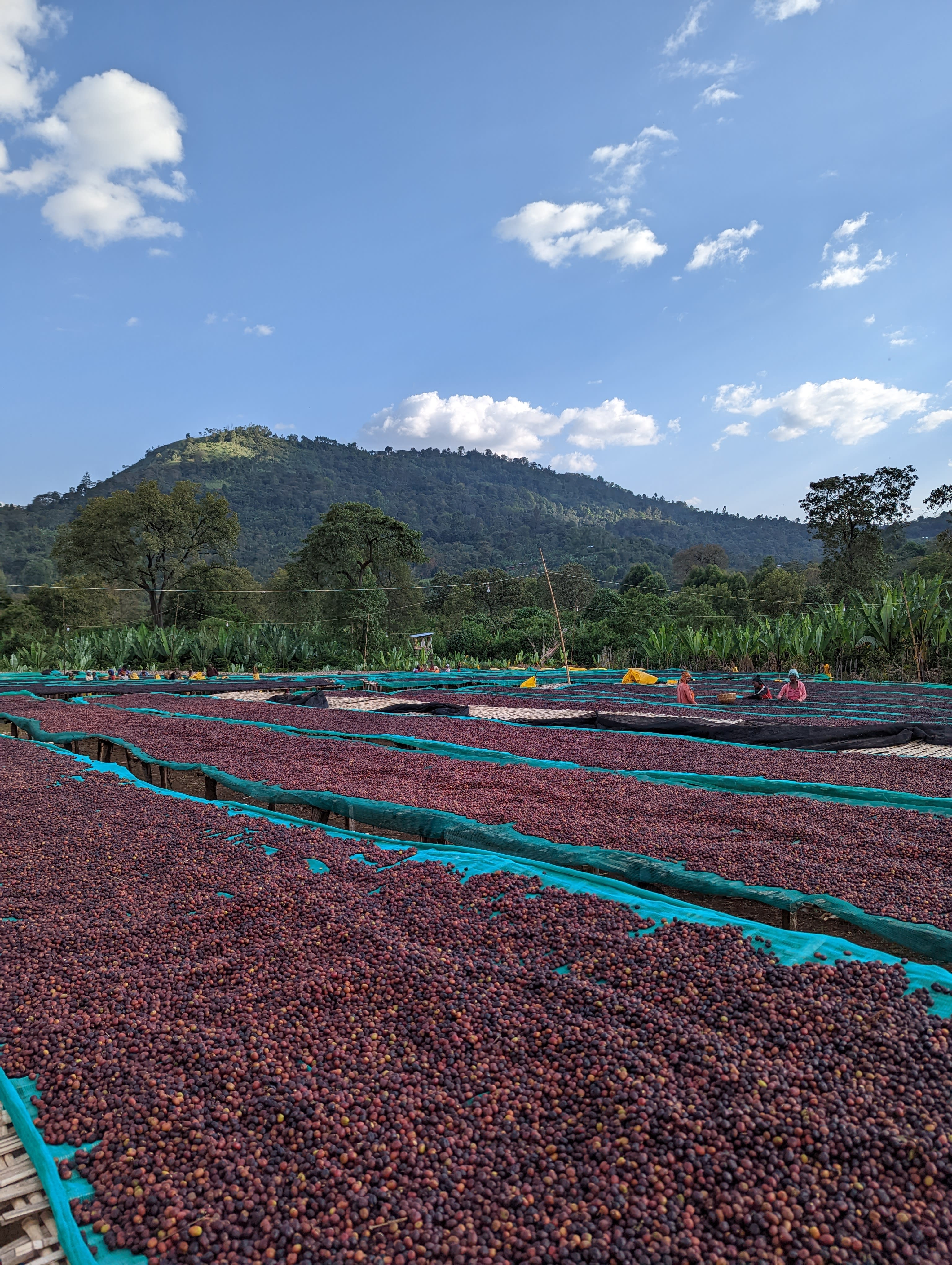 Ethiopian highlands where our coffee grows