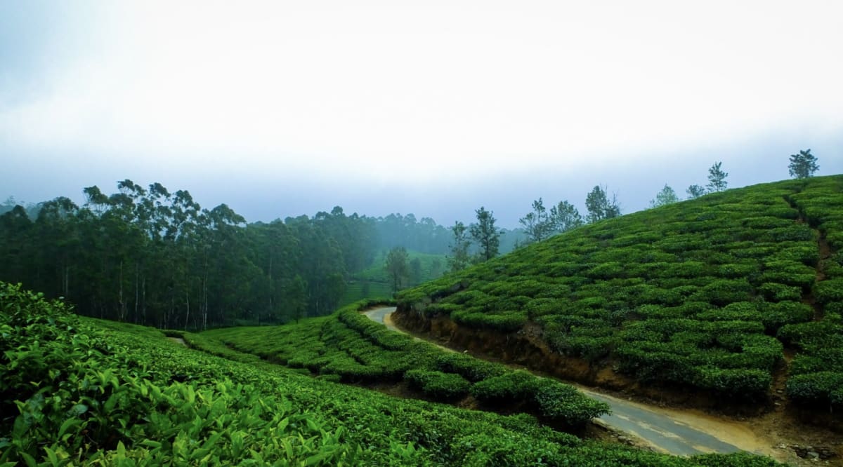 Best Time to Visit Sri Lanka: A Month-by-Month Guide