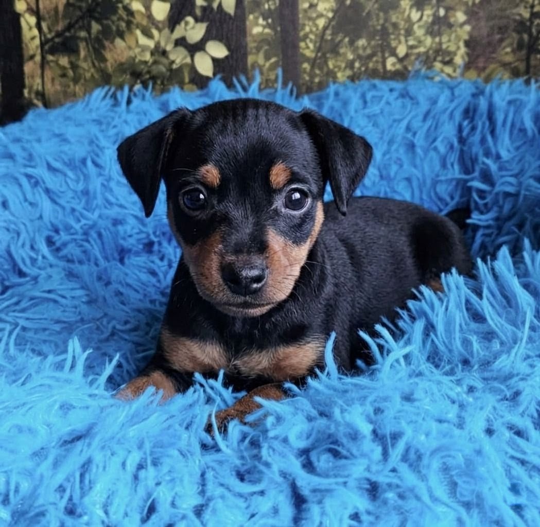 Stella