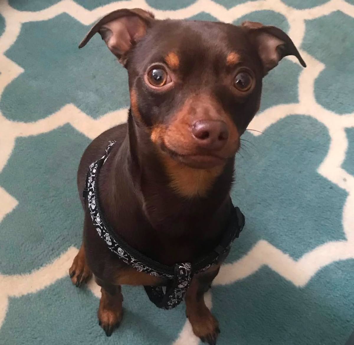 Elvis