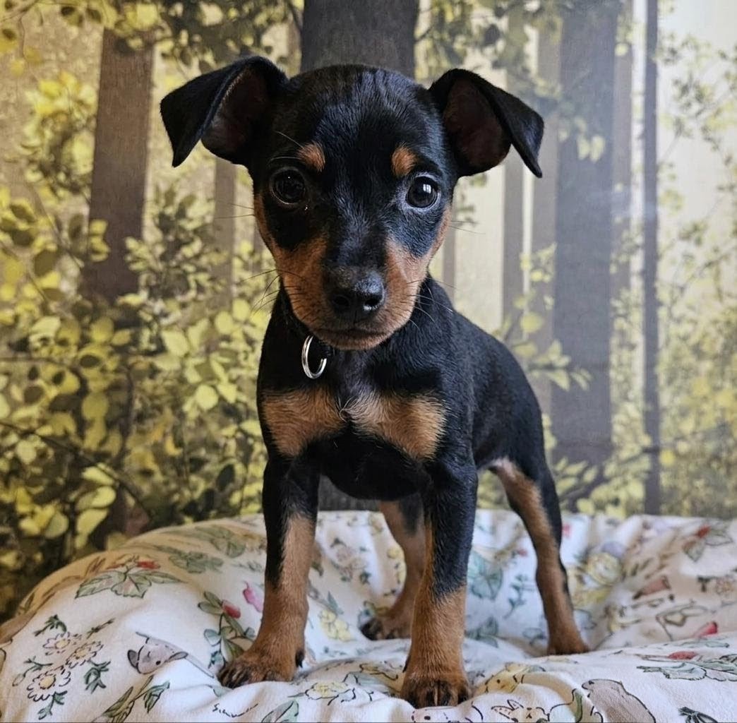 Bella