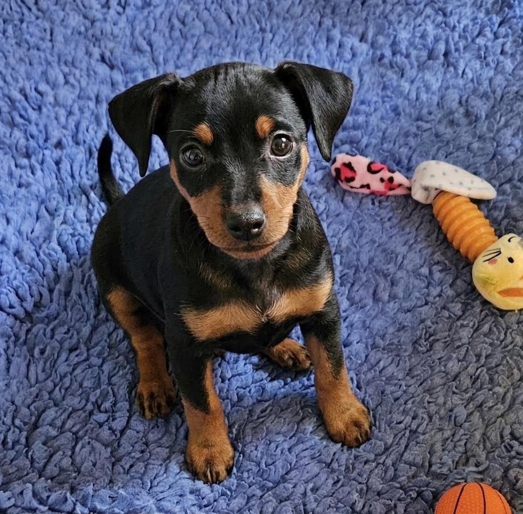 Penny