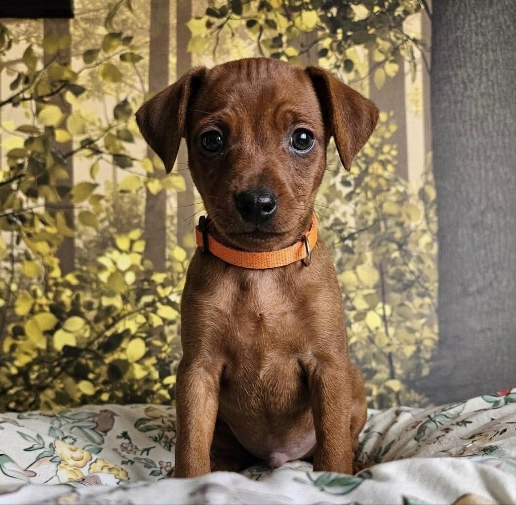 Duke