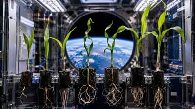 NASA’s Corn Experiment in Space Shows How Microgravity Disrupts Root and Shoot Growth