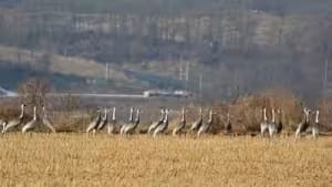 Korean DMZ Becomes Wildlife Haven After Seven Decades of Human Isolation