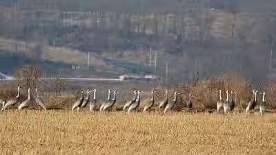 Korean DMZ Becomes Wildlife Haven After Seven Decades of Human Isolation