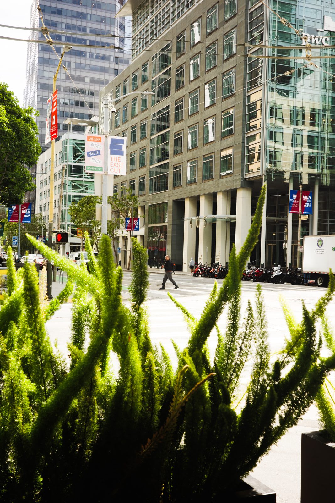 A downtown pedestrian crossing the street, framed in the foreground by green fern-like plants outside a glass office tower.