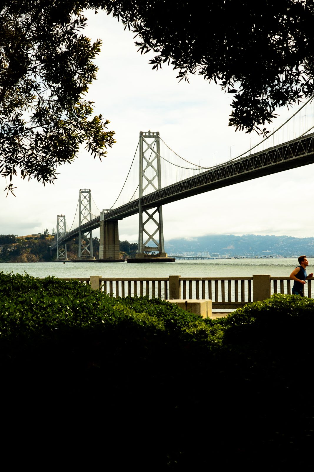 The Bay Bridge seen from a green park, the suspension cables and tower framed through dark leaves, a single jogger by the railing.
