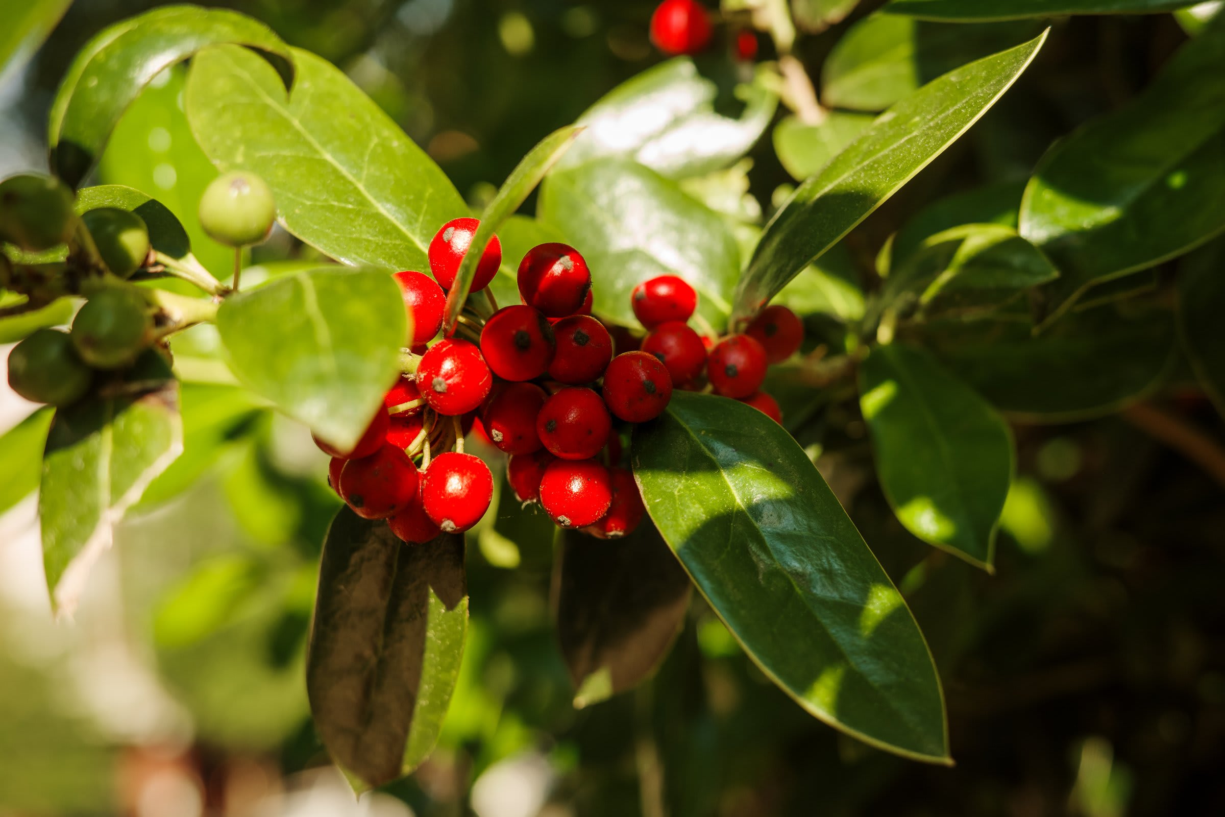 A close-up of red holly berries against deep green leaves, lit from behind so the leaves glow translucent.