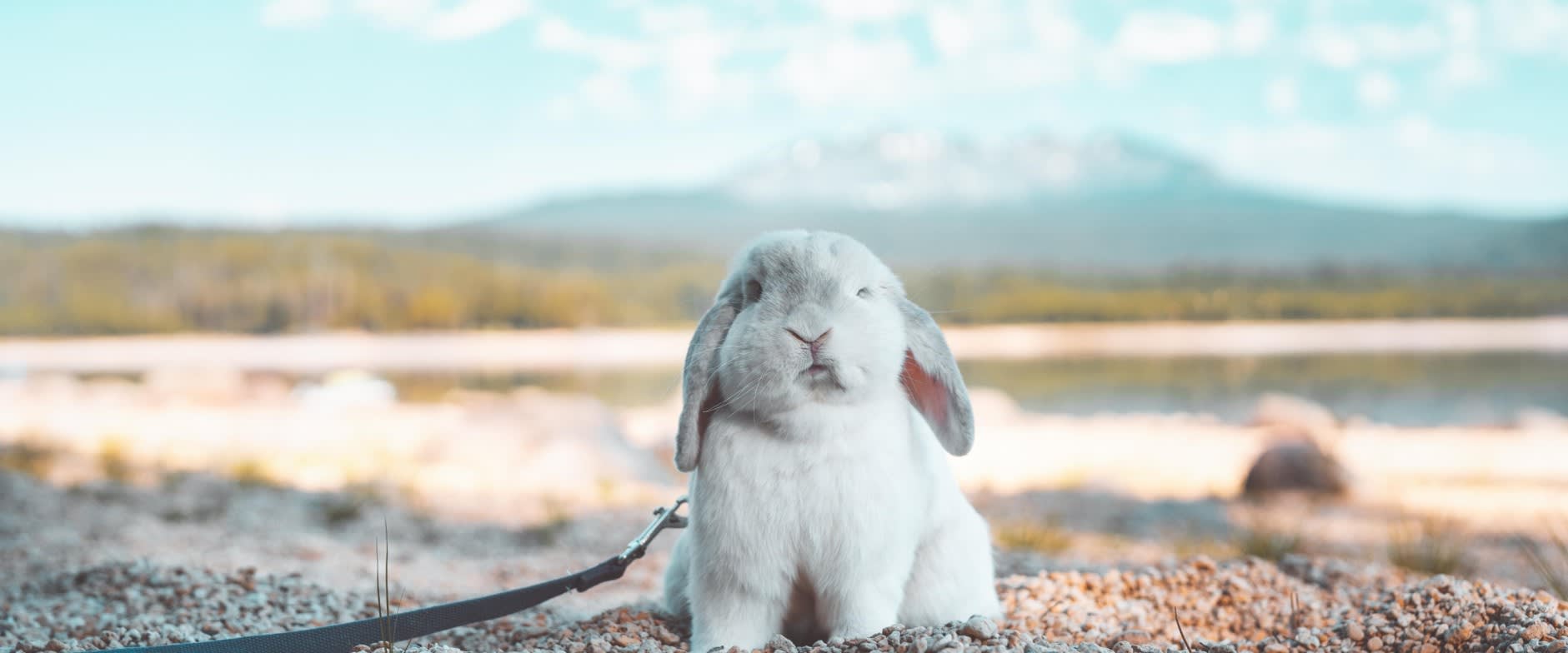 Contribute Banner Image