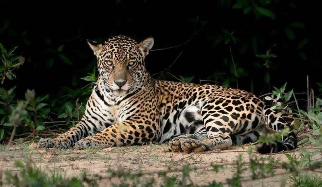 Jaguar - Día Mundial de la Fotografía