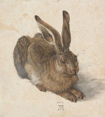 Acuarela 'Liebre Joven' de Albrecht Dürer, mostrando una liebre de forma muy detallada.