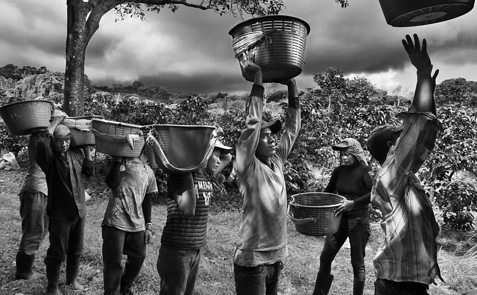 Sebastião Salgado - Trabalhadores na colheita de café