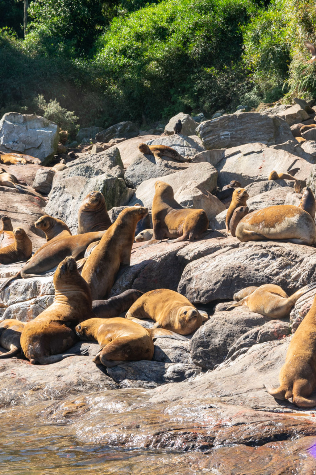 Lobos Marinos en la Lobería