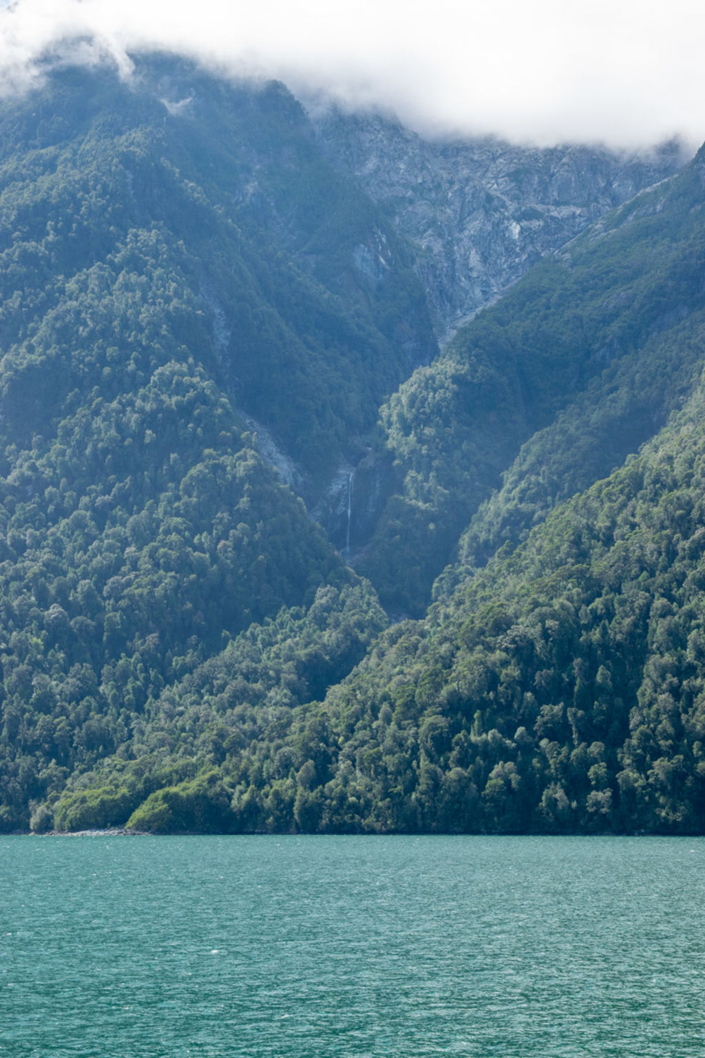 Bosques vírgenes en el Fiordo Comau