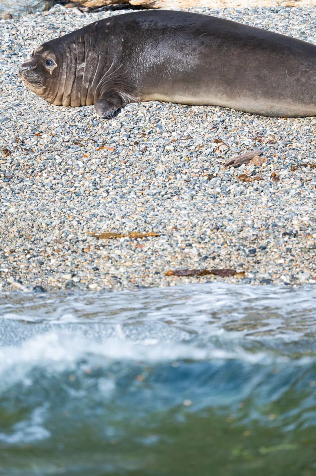 Elefante marino en Bahía Jackson