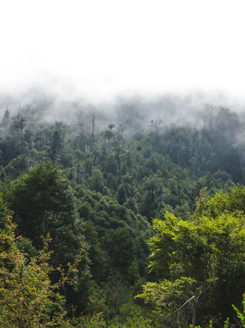 Bosque en el camino