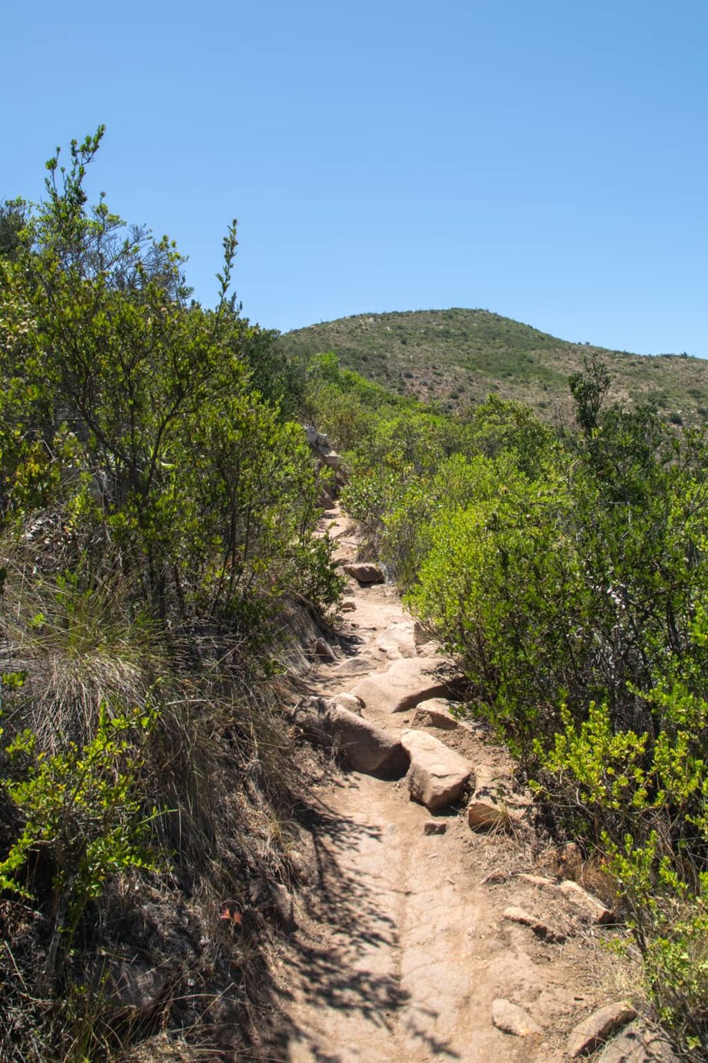 Sendero y vegetación