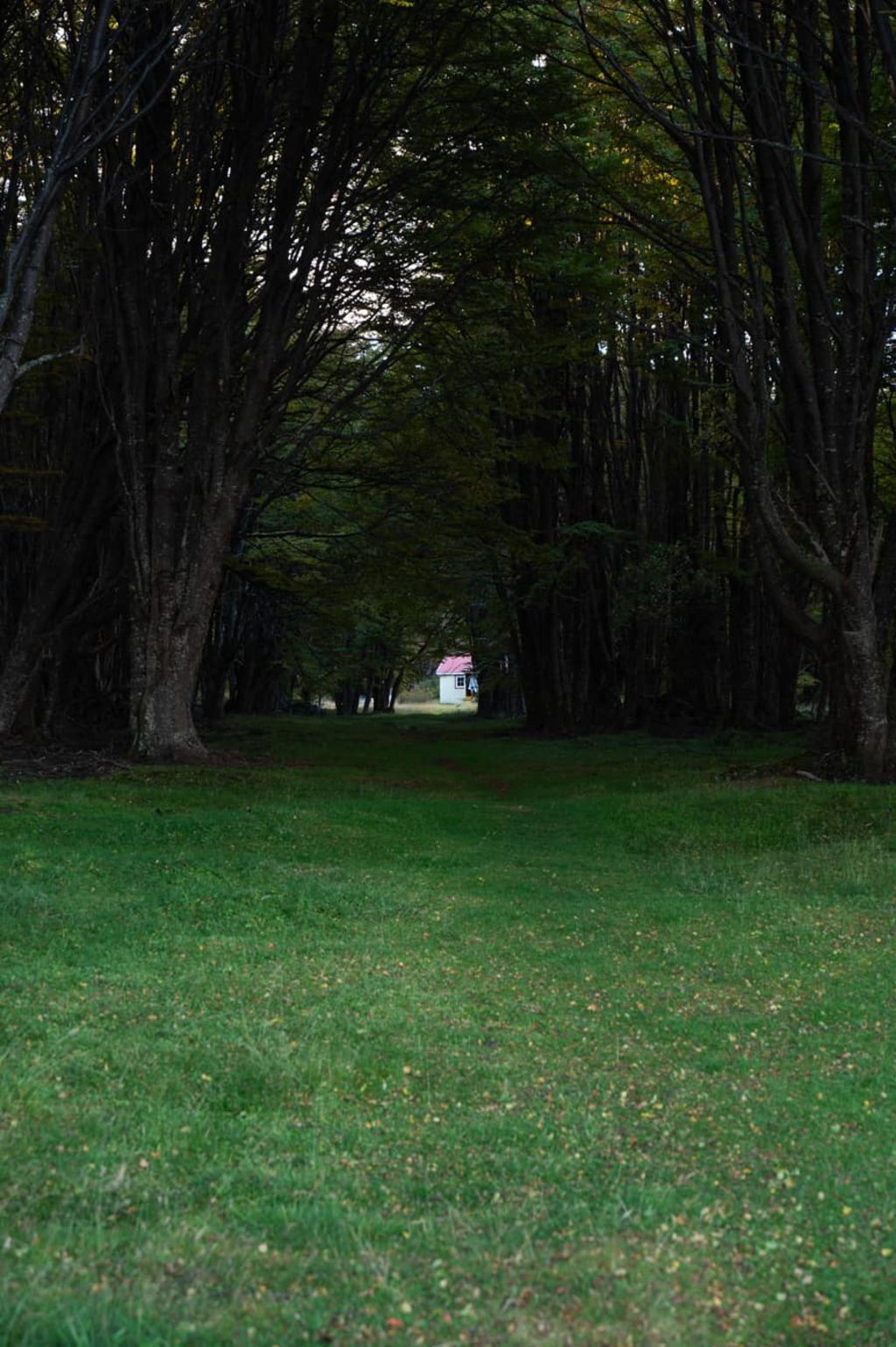 Pasadizo en el bosque, al fondo la cabaña