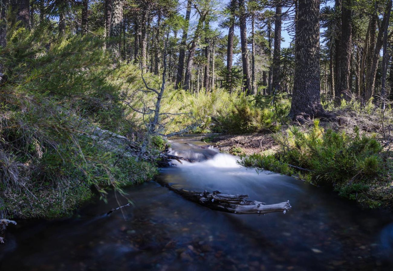 Cauces de agua en medio del bosque
