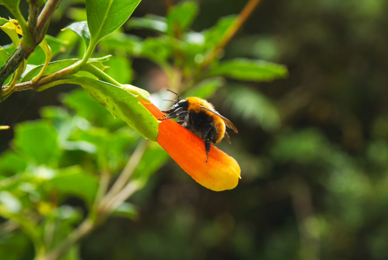 Abejorro nativo chileno (Bombus dahlbommi)