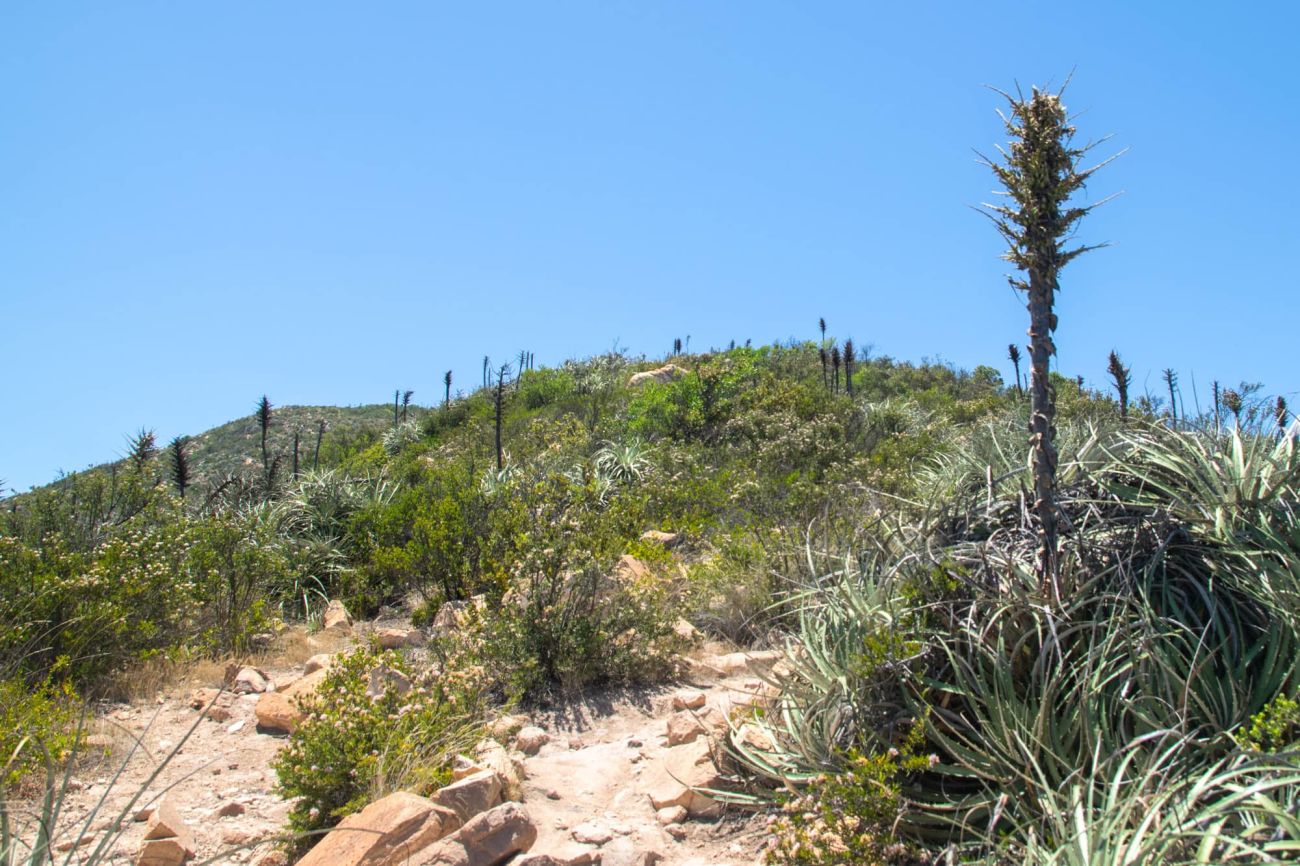 Chaguales en el sendero