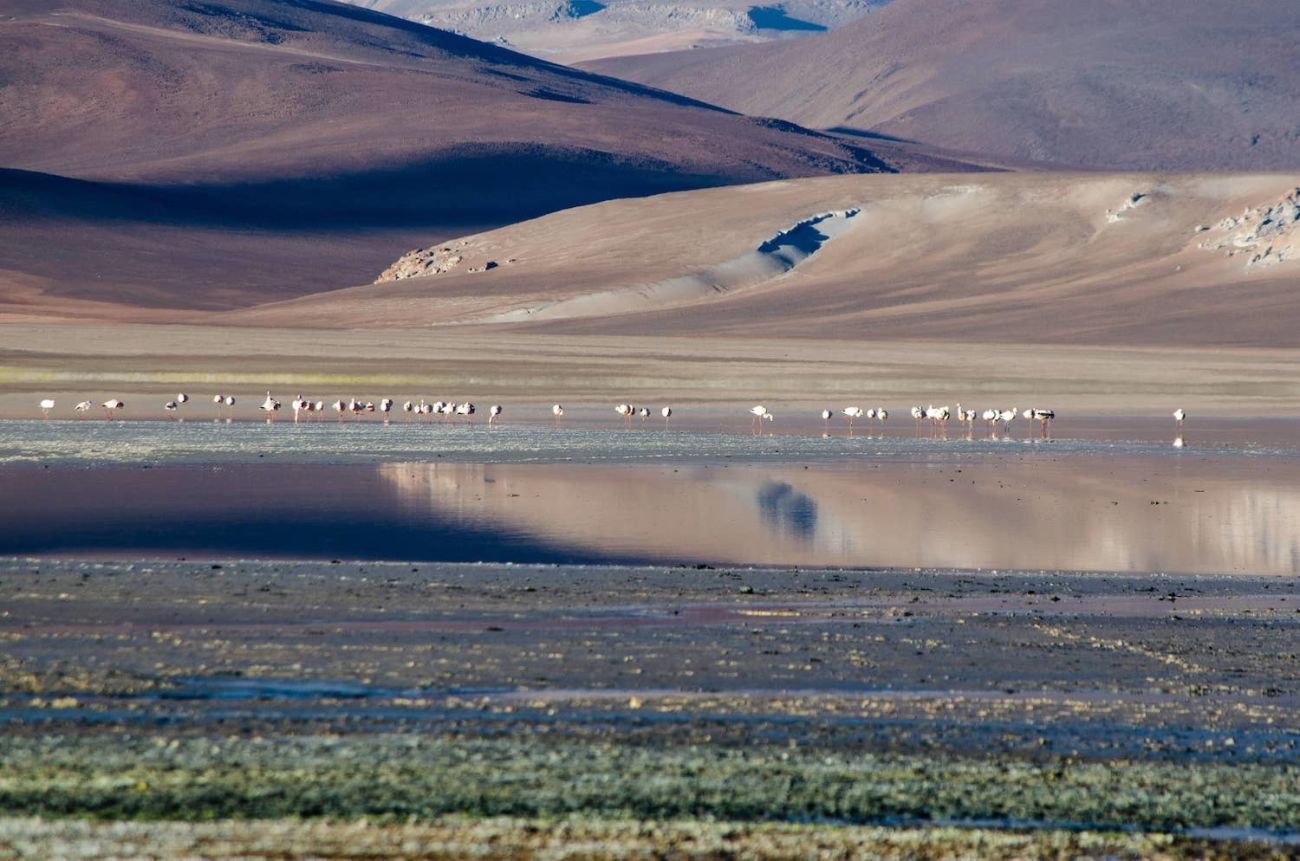 Flamencos en la laguna
