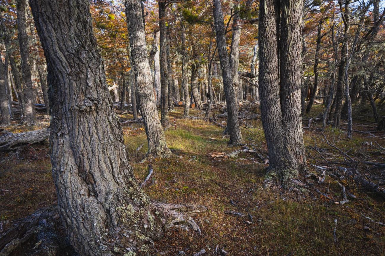 Bosque del Pietrogrande en el camino de retorno 