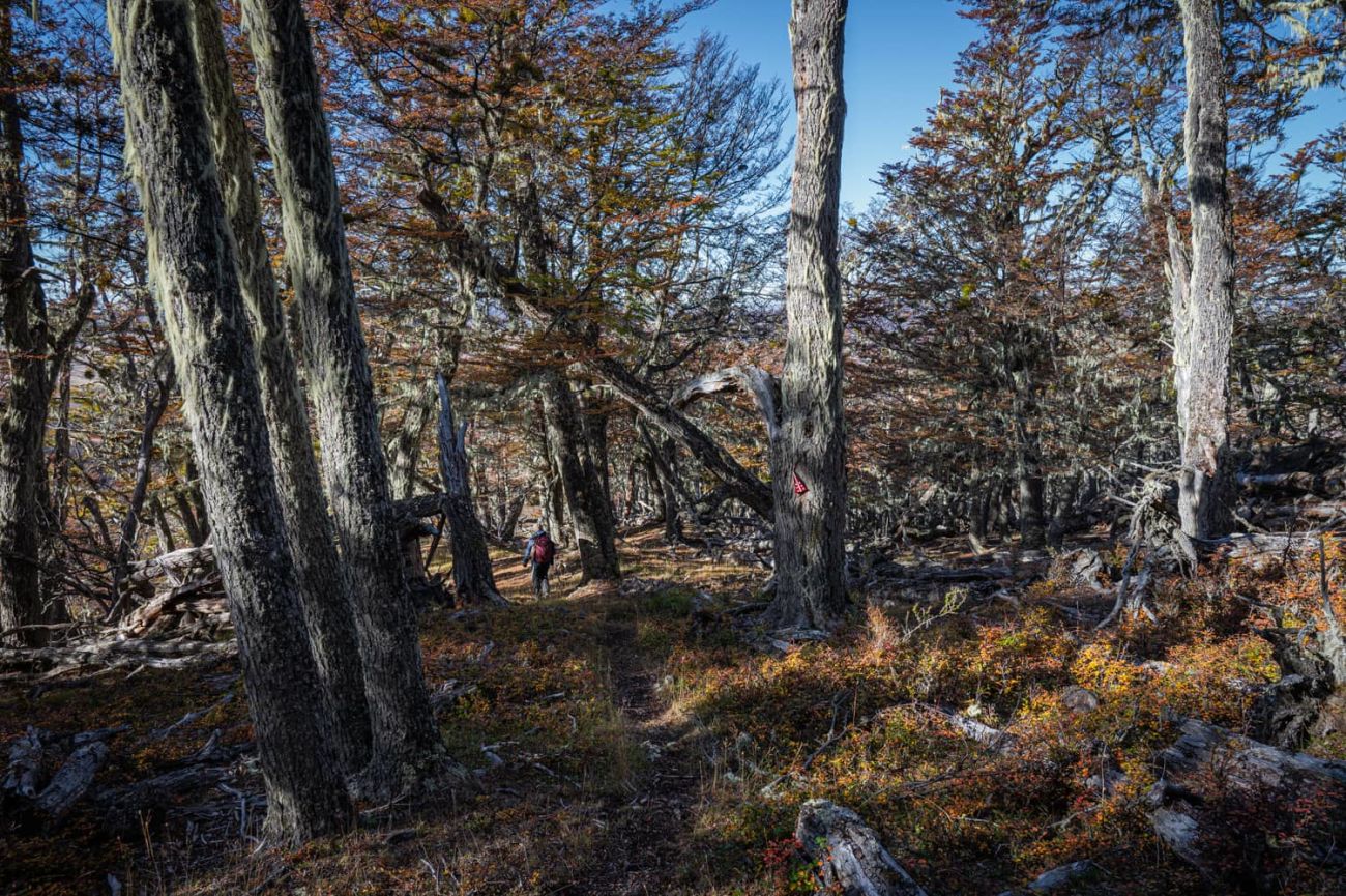 Bosque en la zona alta del sendero