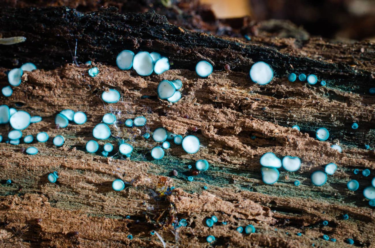 Hongos en el bosque hacia el Pietrogrande
