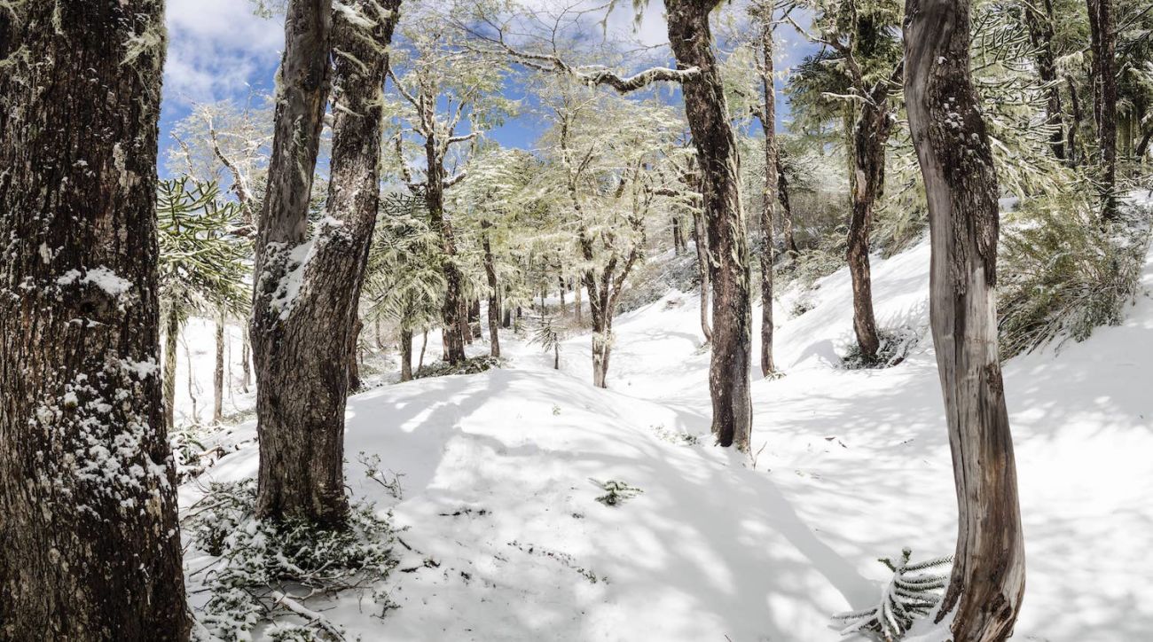 Bosque cubierto de blanco