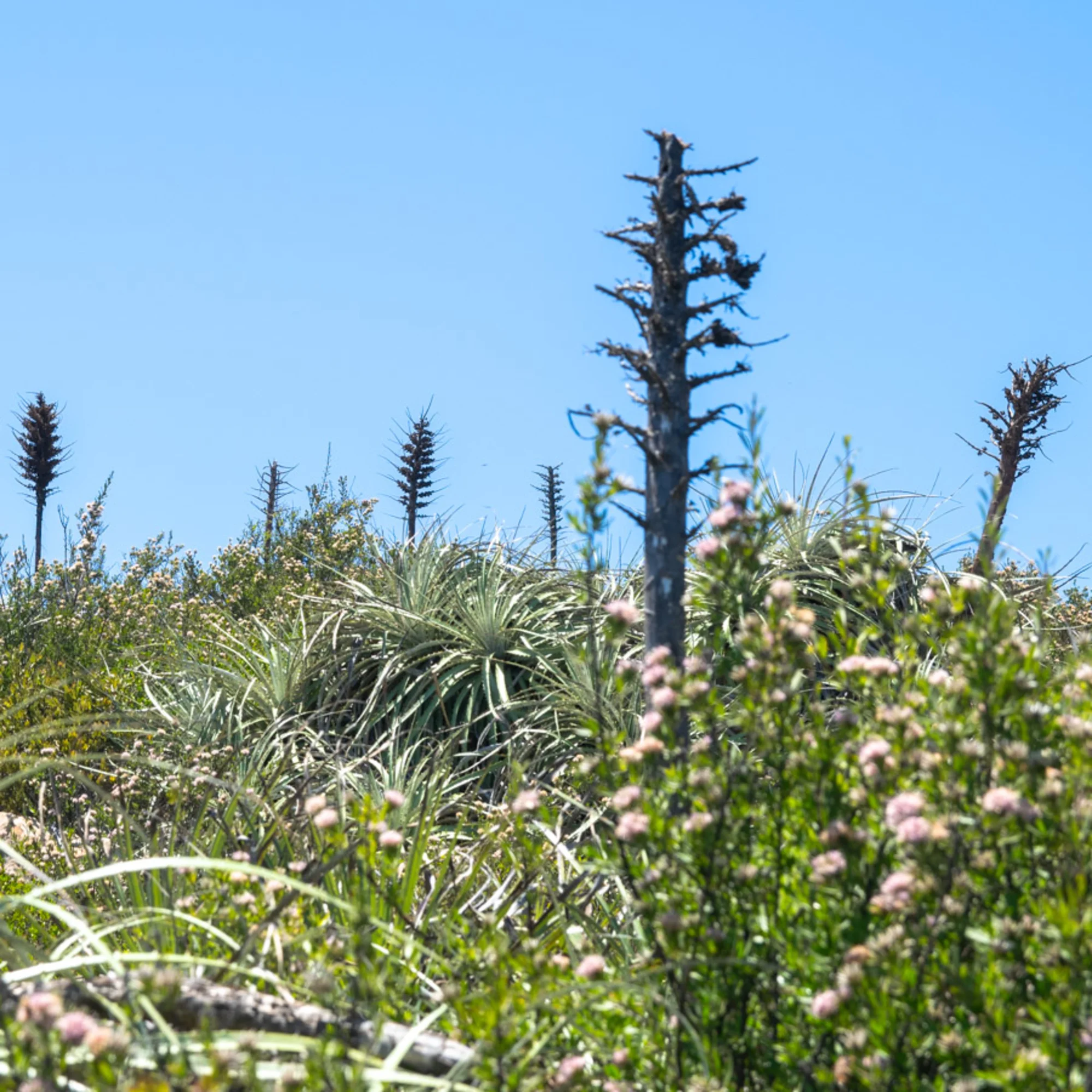 Chaguales en el sendero