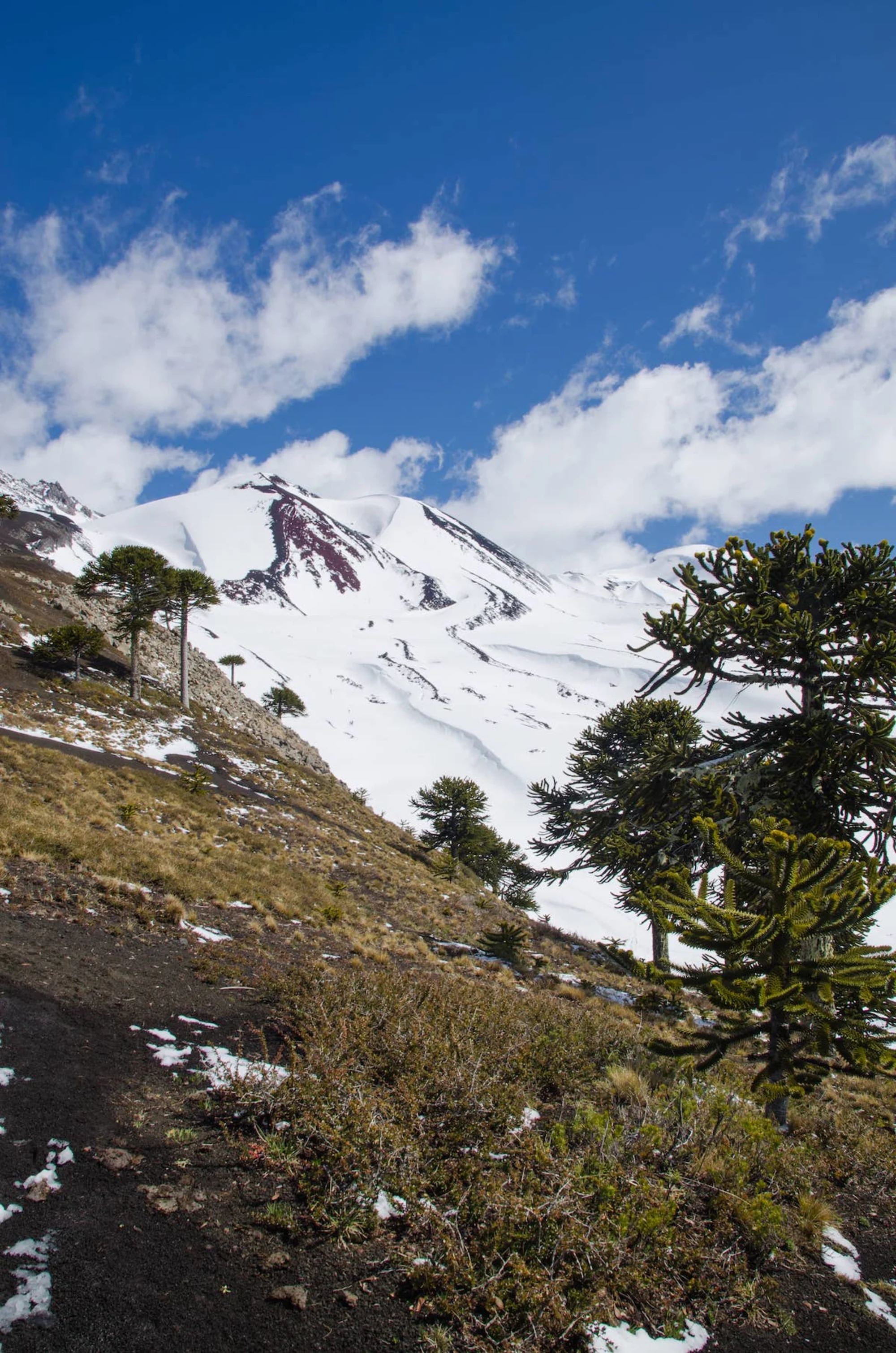 Araucarias en el sendero