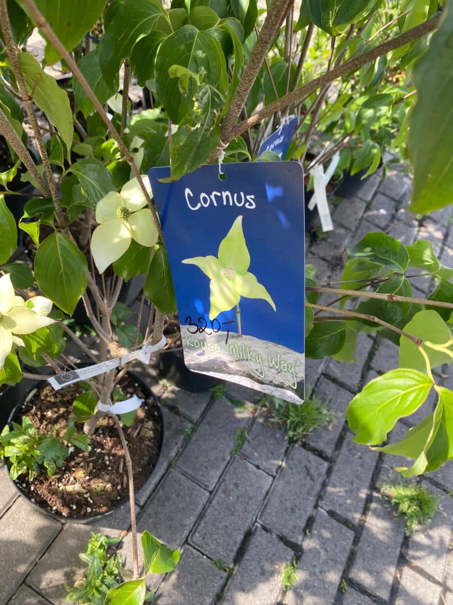 Cornus kousa 'Milky Way' rastlina — 1