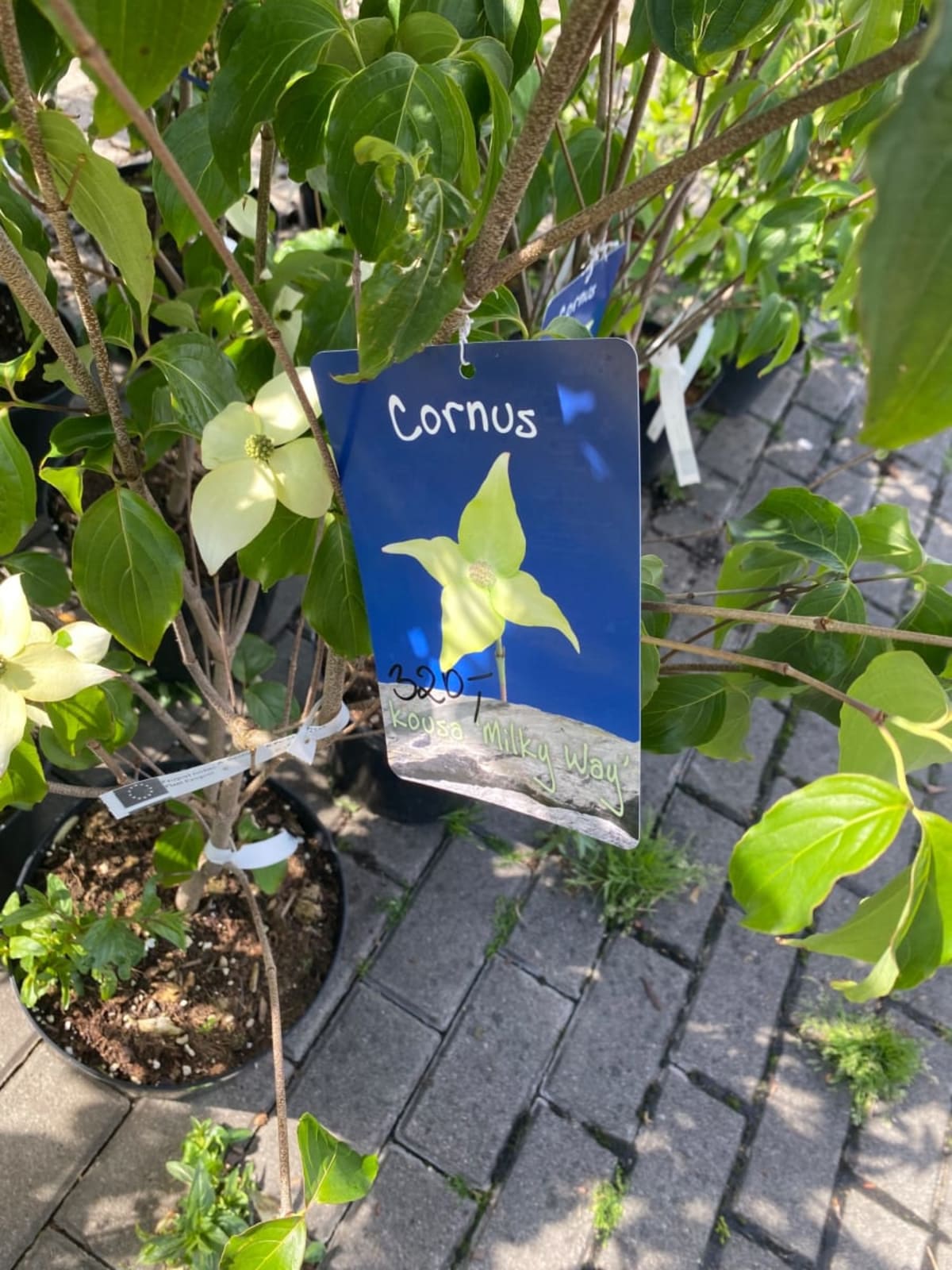 Cornus kousa 'Milky Way' rastlina — 1