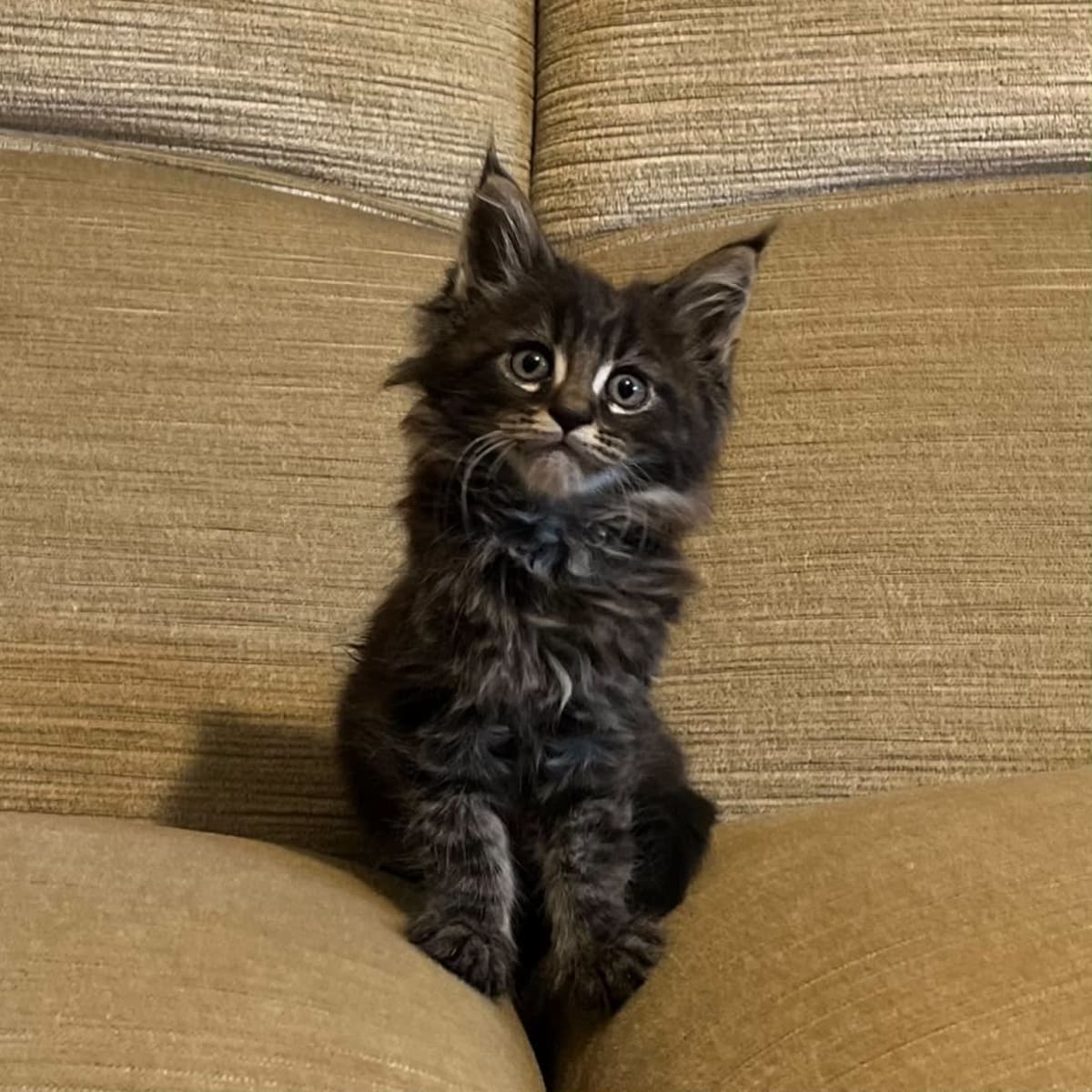 Maine coon maciatko. — 1