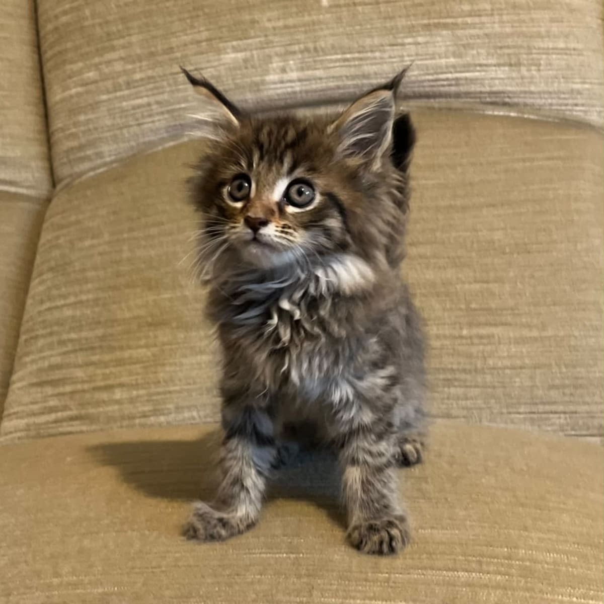 Predám mačiatko Maine coon. — 1