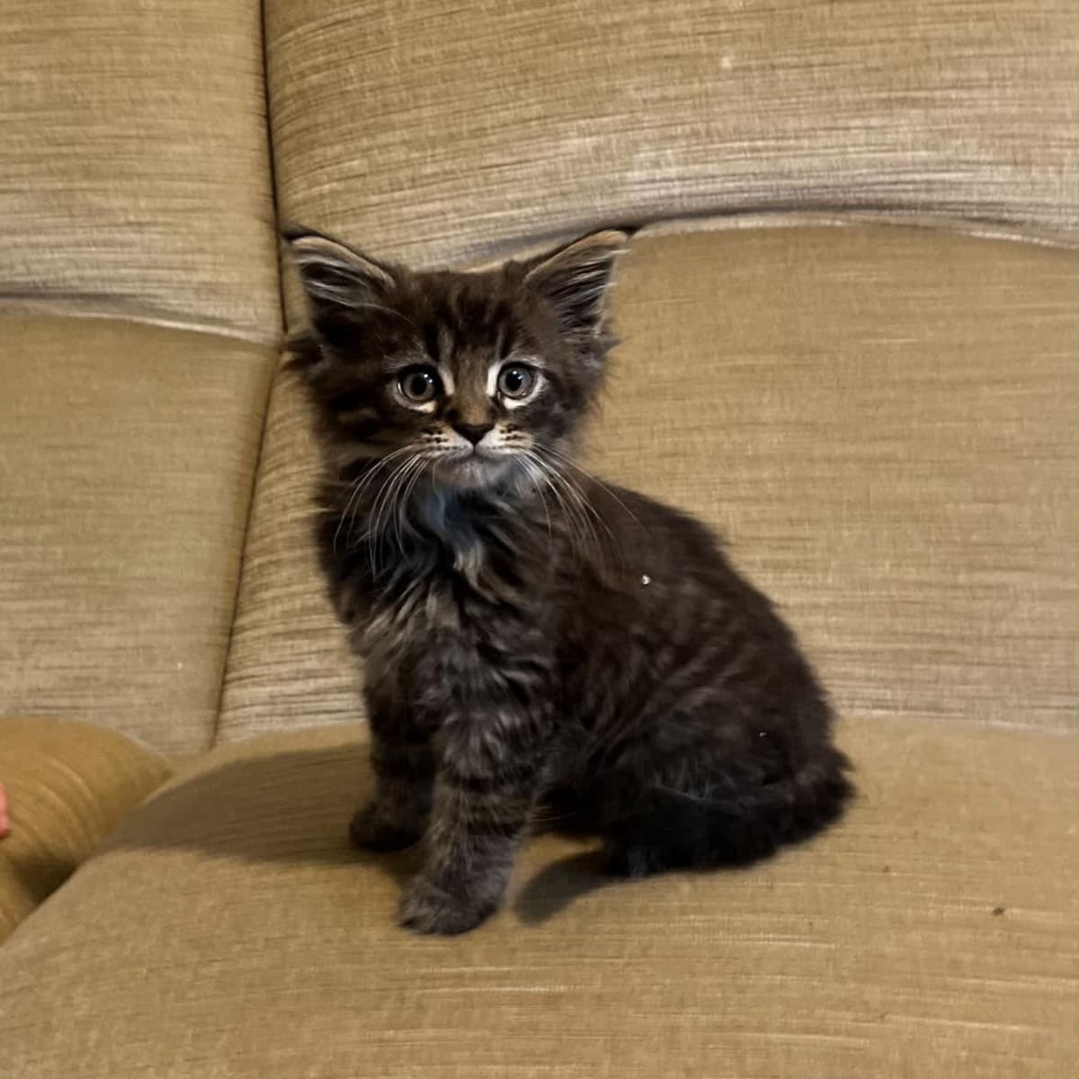 Predám mačiatko Maine coon  — 1