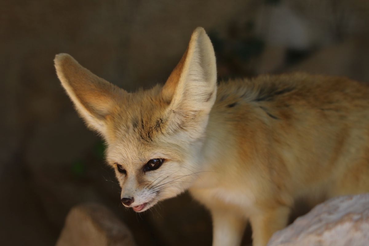 Le Parc Zoologique de El-Hamma