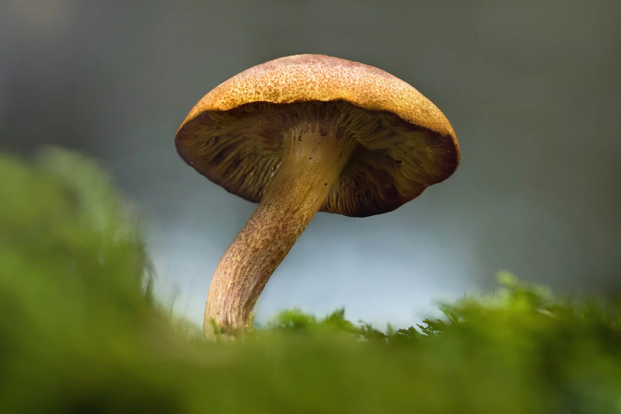 An image of a mushroom shown from below amongst greenery. could look like a mushroom cloud from a nuclear bomb explosion