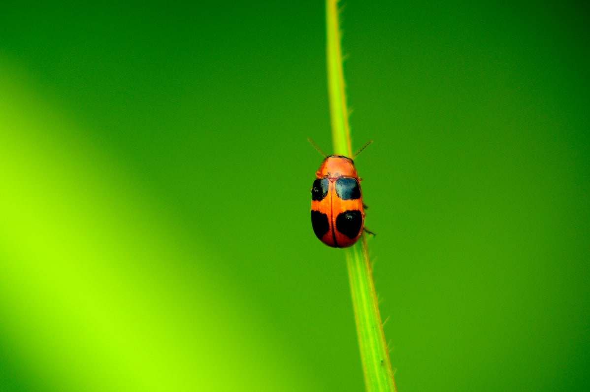 close-up image of a single ladybird on a blade of grass (Photo by Neenu Vimalkumar on Unsplash.com)
  