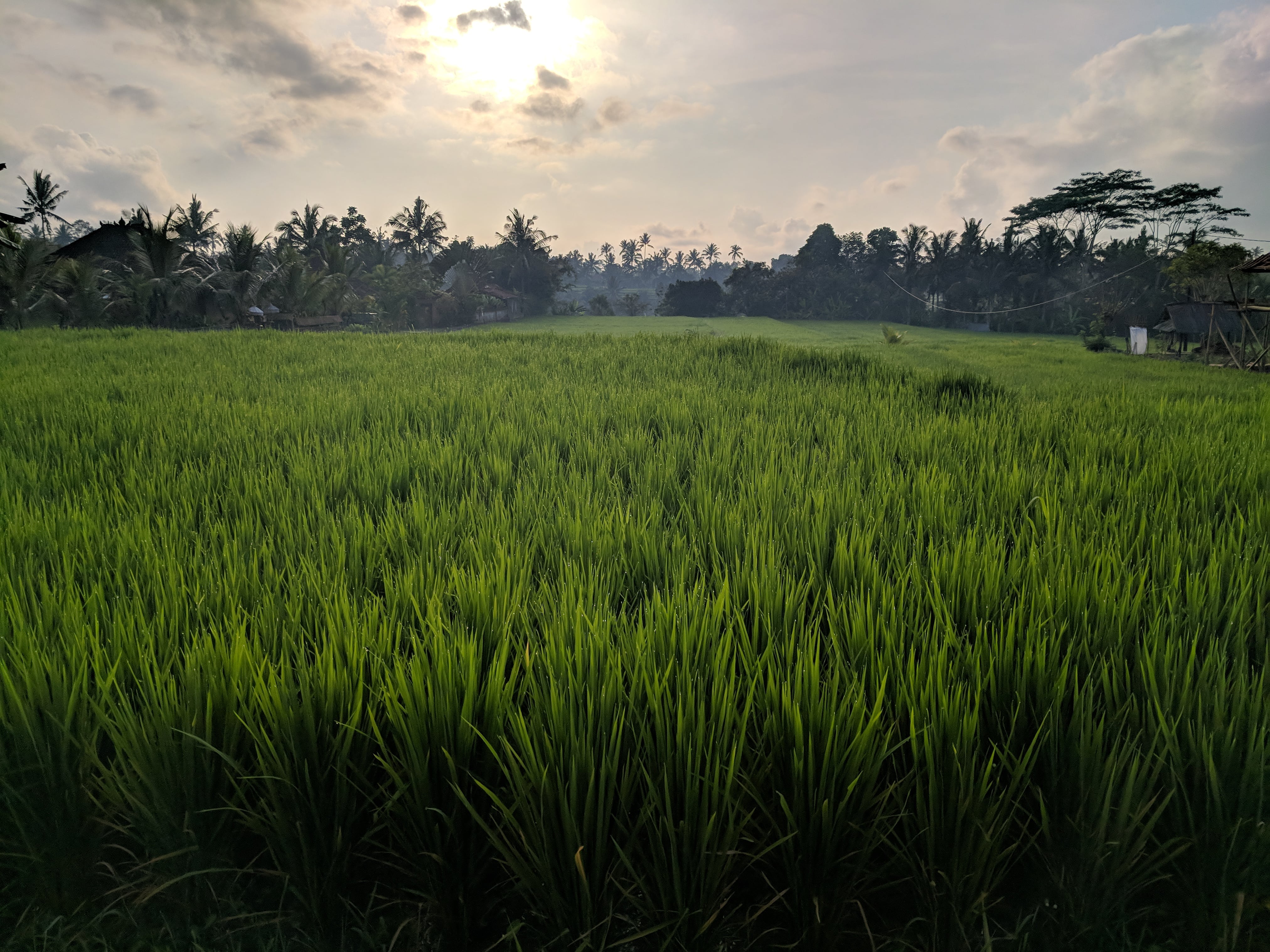 The beautiful rice fields of Bali