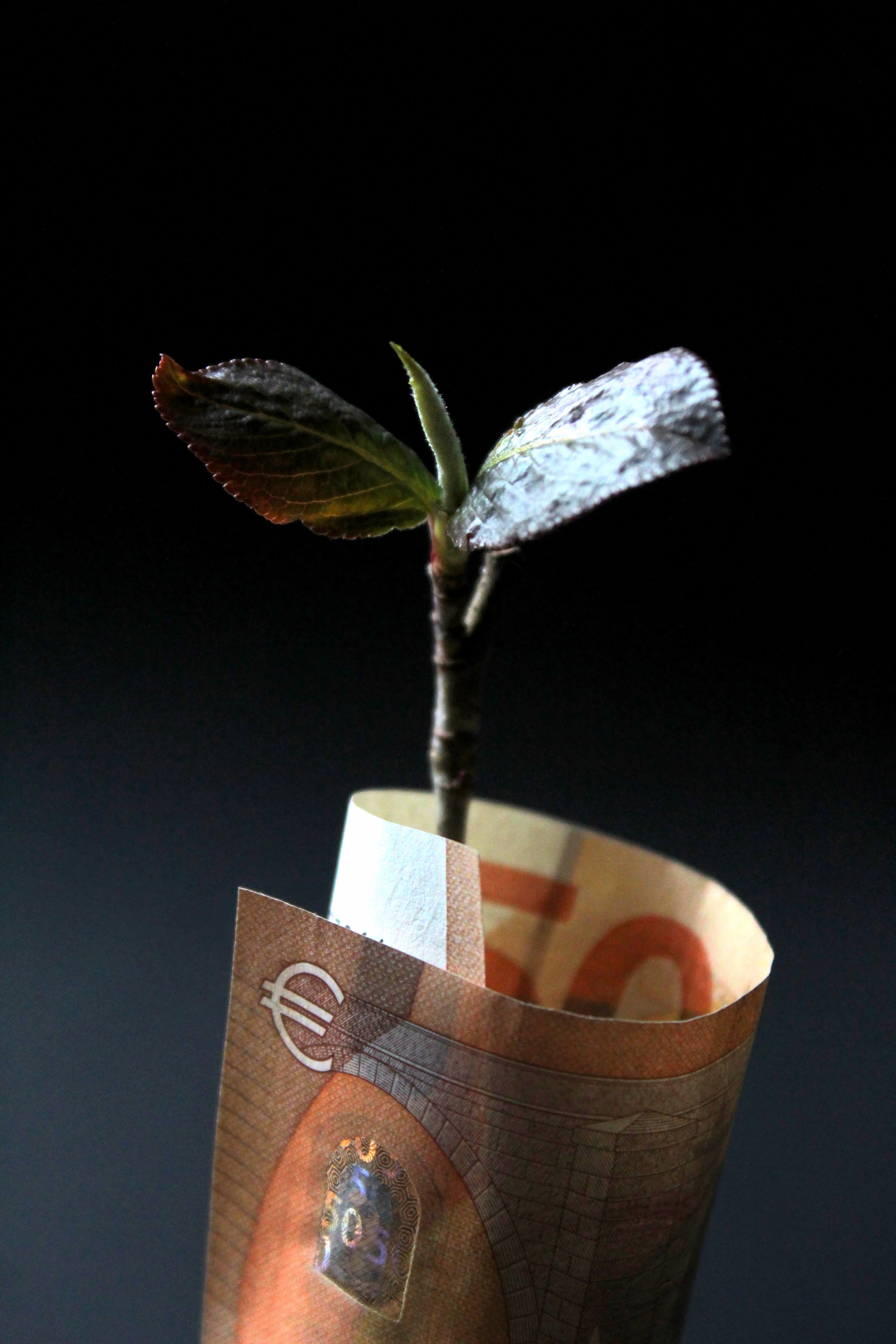 a plant wrapped in a money bill