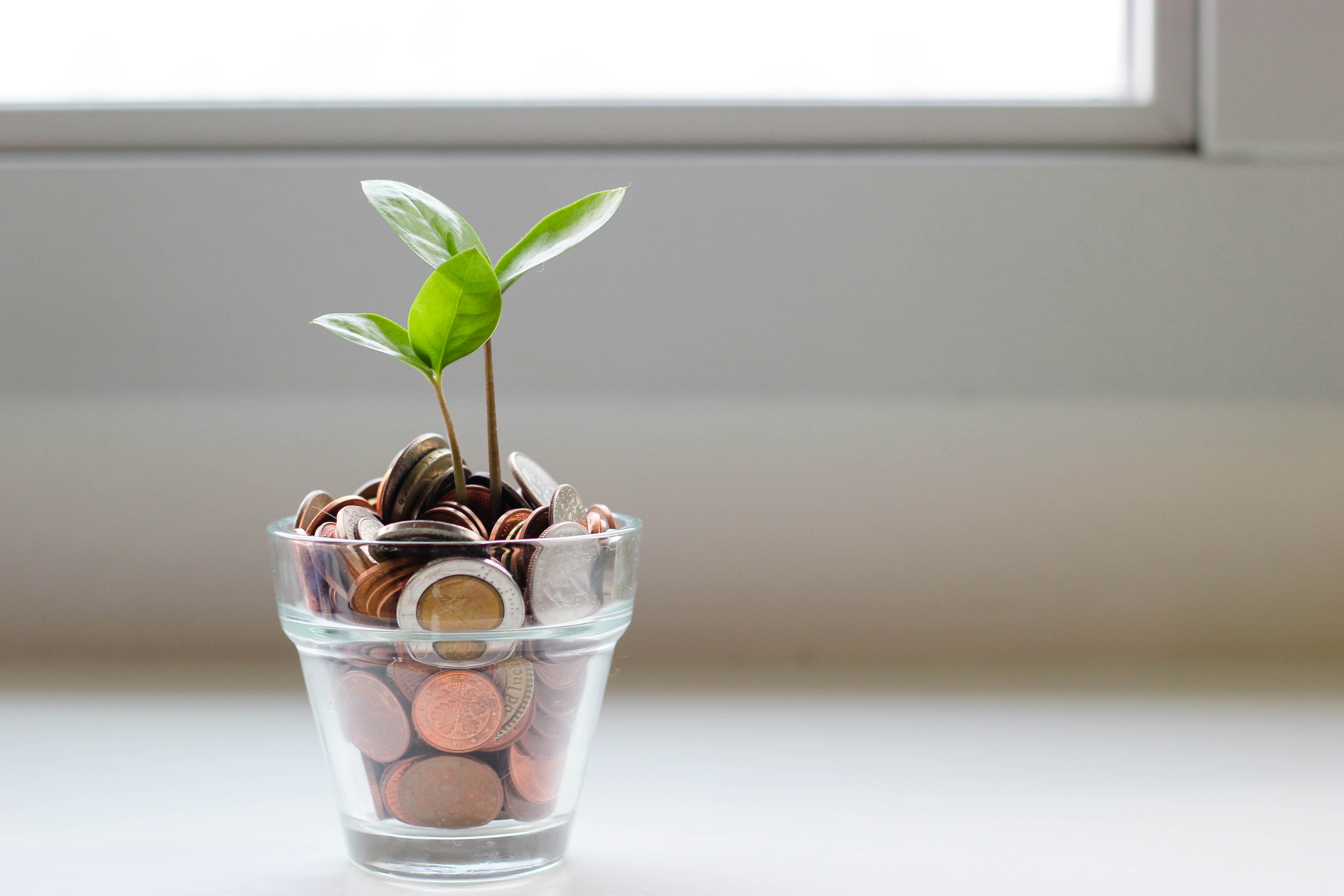 plant in a pot of coins