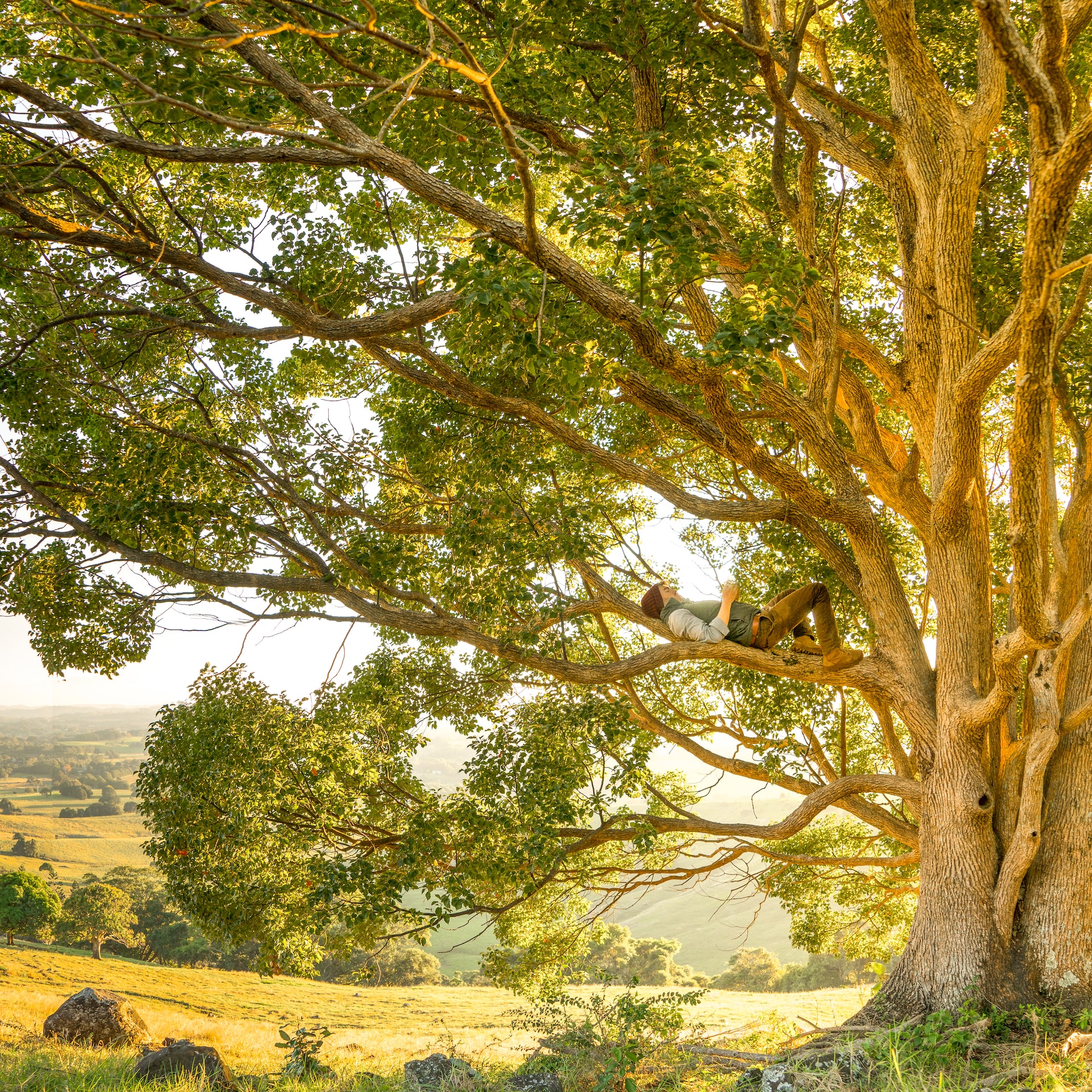 person relaxes on a tree branch