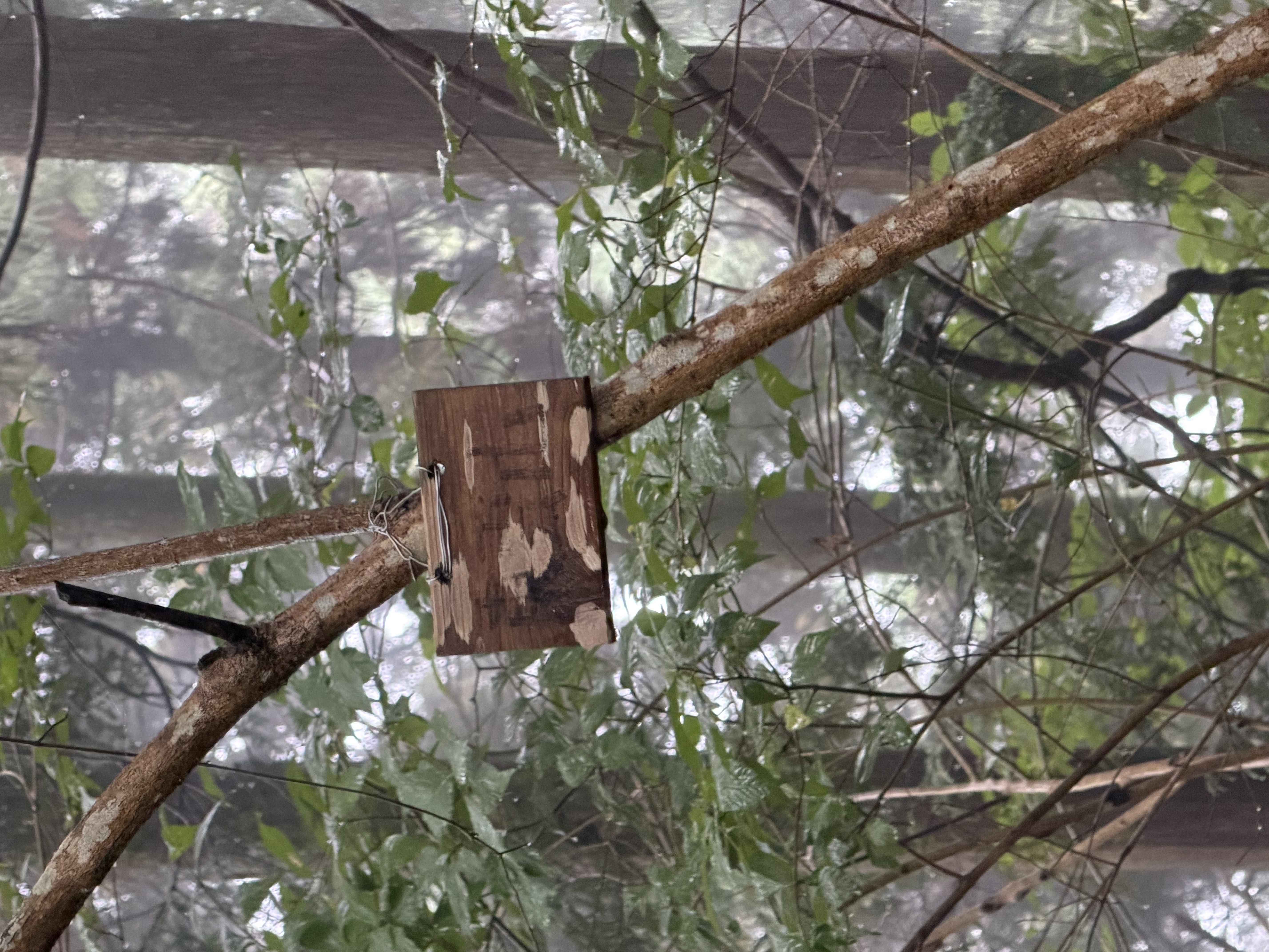 Mt. Shinonome in rain